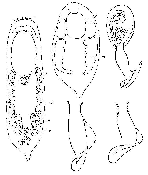 Image of Provortex pallidus Luther 1948