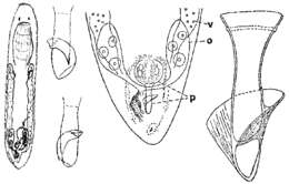 Provortex psammophilus Meixner 1938的圖片