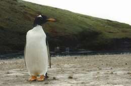 Image of Gentoo Penguin