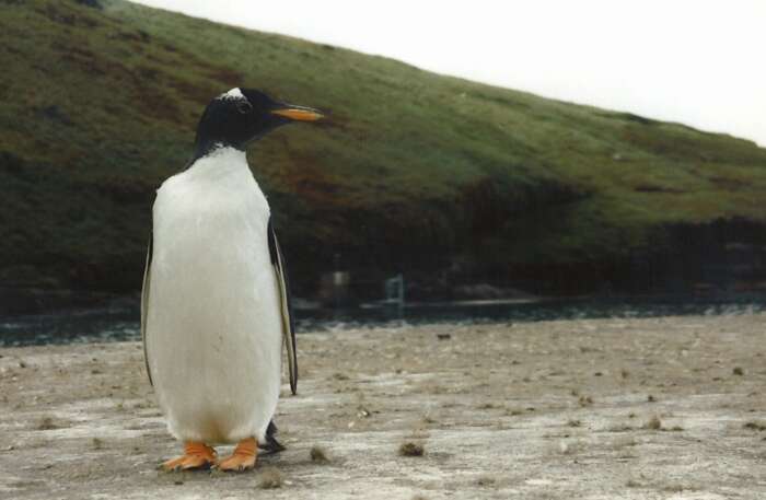 Image of Gentoo Penguin