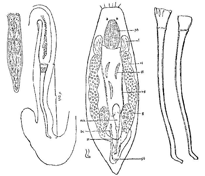 Image of Provortex tubiferus Luther 1948