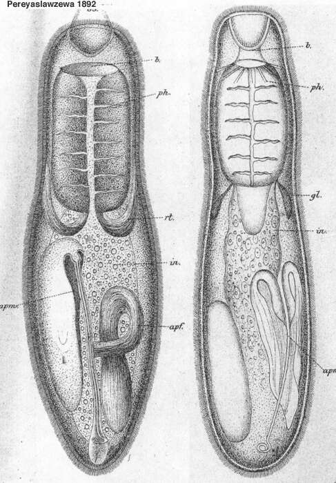 Sivun Vejdovskya pellucida (Schultze 1851) kuva