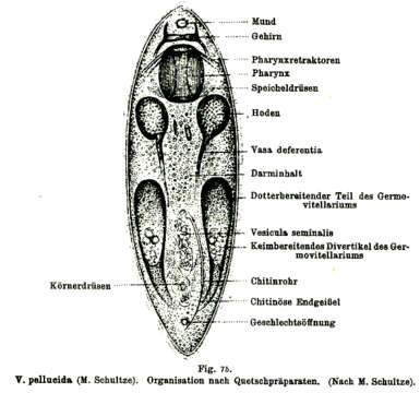 Image of Vejdovskya pellucida (Schultze 1851)