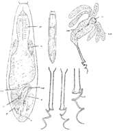 Image of Vejdovskya mesostyla Ax 1954