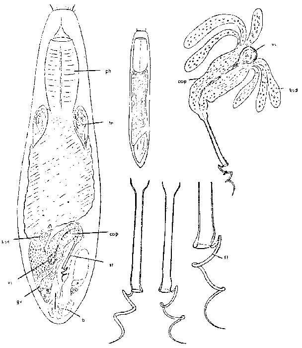 Image of Vejdovskya mesostyla Ax 1954