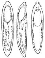 Image of Pseudograffilla