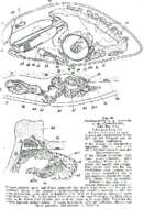 صورة Pseudograffilla