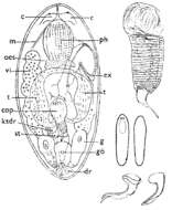 Image of Baicalellia brevituba (Luther 1918)