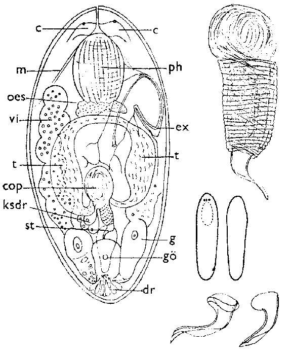 Image of Baicalellia brevituba (Luther 1918)