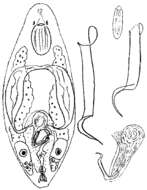 Image of Baicalellia subsalina Ax 1954