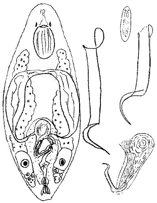 Image of Baicalellia subsalina Ax 1954