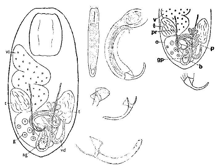 Plancia ëd Balgetia semicirculifera Karling 1962