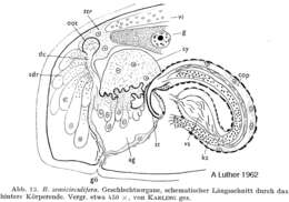 Plancia ëd Balgetia semicirculifera Karling 1962