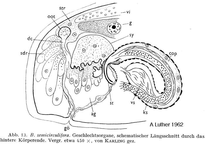 Plancia ëd Balgetia semicirculifera Karling 1962