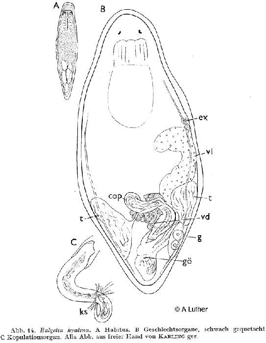 Plancia ëd Balgetia