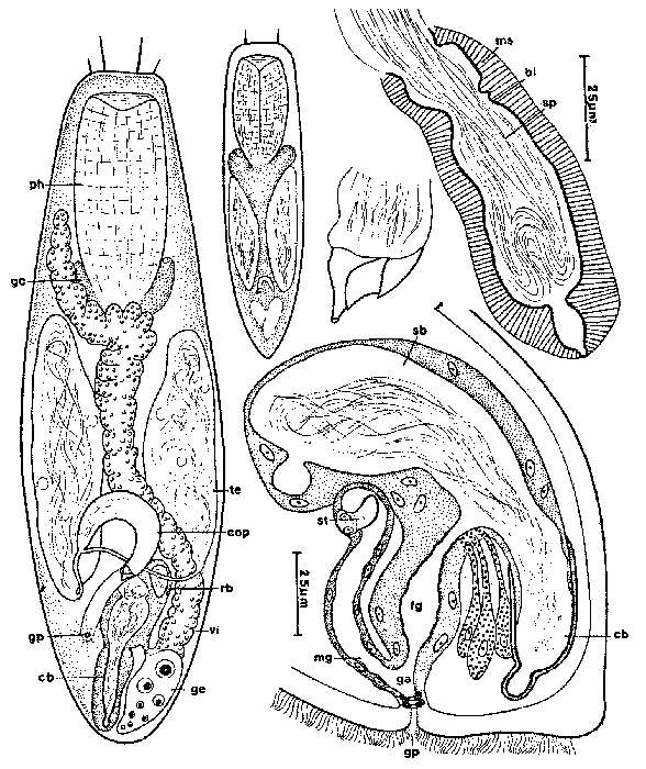 Plancia ëd Balgetia pacifica Ax, Ax & Ehlers 1979