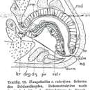 Image of Hangethellia calceifera calceifera Karling 1940