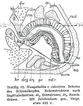 Image of Hangethellia calceifera calceifera Karling 1940