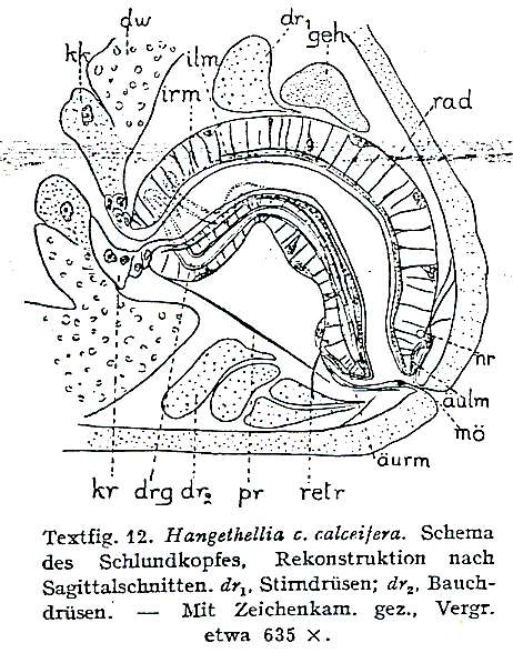 Image of Hangethellia calceifera calceifera Karling 1940