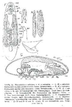 Image of Hangethellia calceifera norvegica Karling 1940