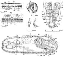 Sivun Hypoblepharina kuva