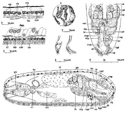 Image of Hypoblepharinidae