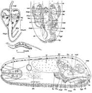 Sivun Hypoblepharina kuva