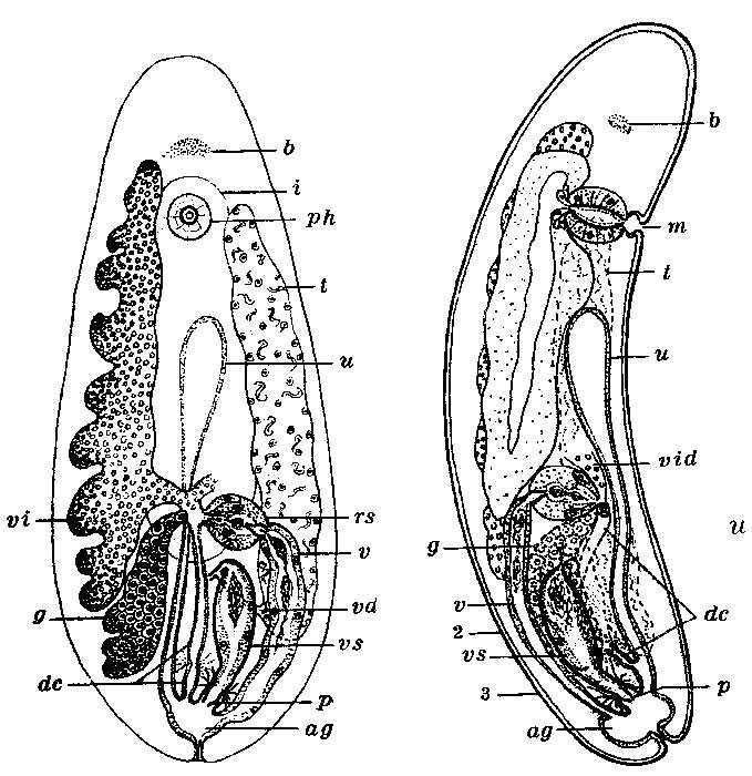 Image de Anoplodium graffi (Monticelli 1892)