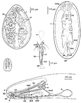 Imagem de Anoplodium hymanae Shinn 1983