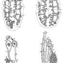 Image of Anoplodium longiductum Hyman 1960