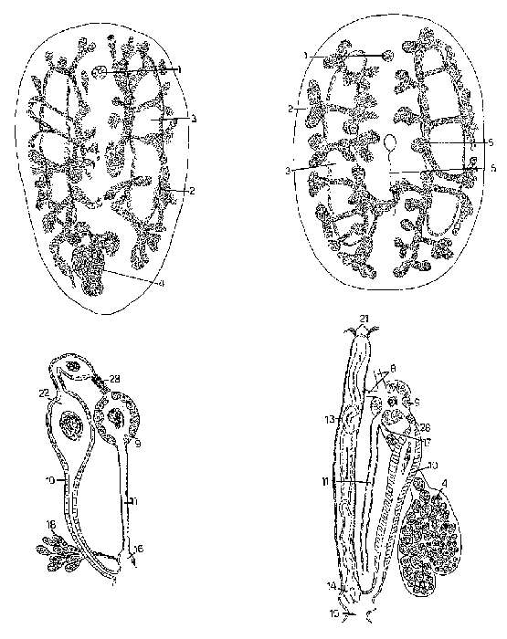 Image of Anoplodium longiductum Hyman 1960