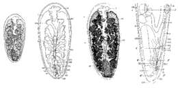 Image de Anoplodium mediale Ozaki 1932