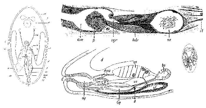 Image de Anoplodium stichopi Bock 1925