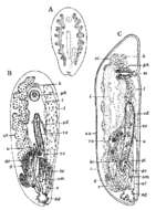 Image de Anoplodium tubiferum Westblad 1953