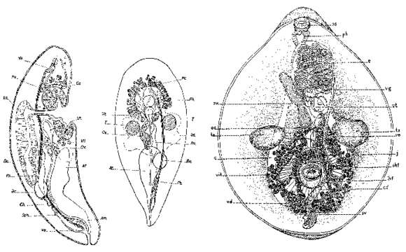 Image of Cleistogamia holothuriana Faust 1924