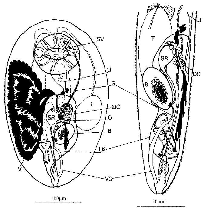 Image of Cleistogamia pallii Cannon 1982