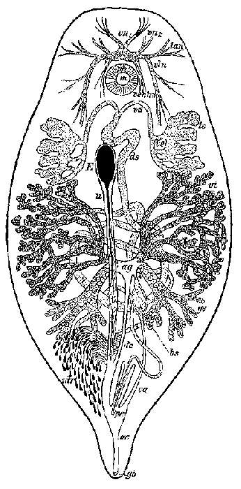 Plancia ëd Syndesmis echinorum Francois 1886