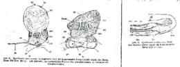 Image of Syndesmis echinorum Francois 1886