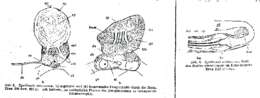 Plancia ëd Syndesmis echinorum Francois 1886