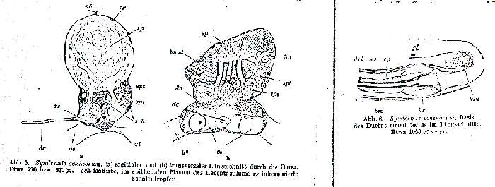 Image of Syndesmis echinorum Francois 1886