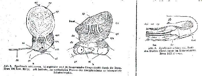 Plancia ëd Syndesmis echinorum Francois 1886