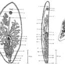 Image of Syndesmis dendrastrorum Stunkard & Corliss 1951