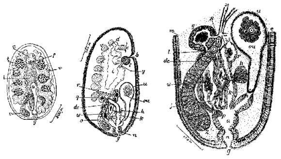 Image of Syndesmis evelinae Marcus 1968