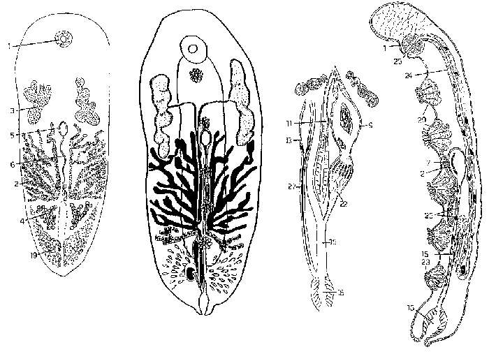 Image of Syndesmis glandulosa Hyman 1960