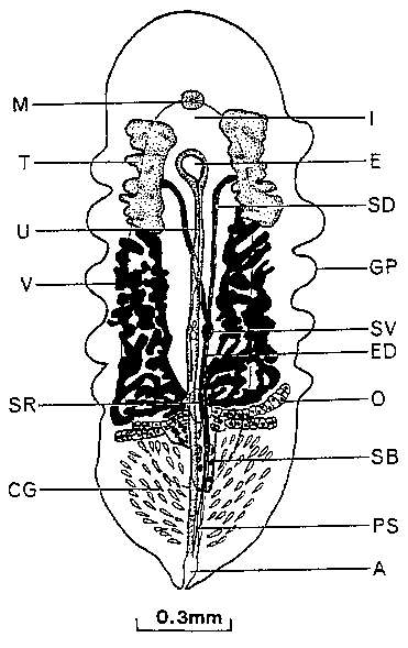 Image of Syndesmis mammilata Komschlies & Vande-Vusse 1980