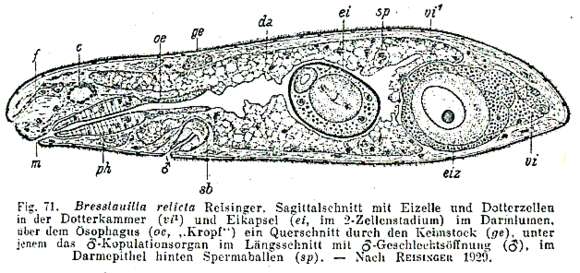 Image of Bresslauilla