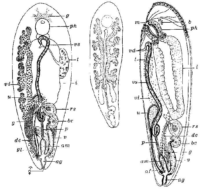 Image of Monticellina