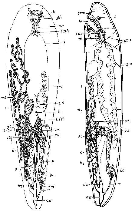 Image of Seritia