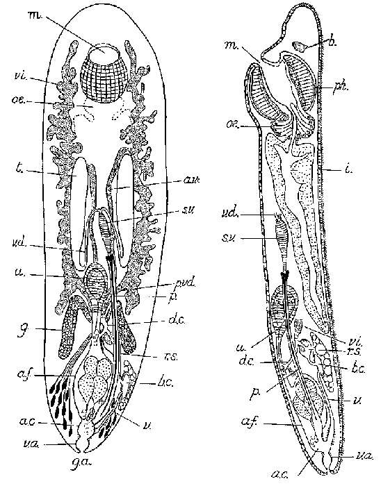 Image of Seritia