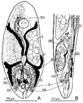 Image of Wahlia